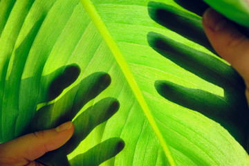 Large bright tropical leaves