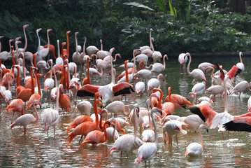 Obraz premium A group of pink Flamingos