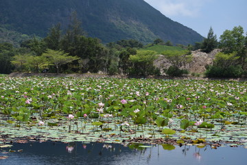 lotus blossom in lake, con dao vietnam