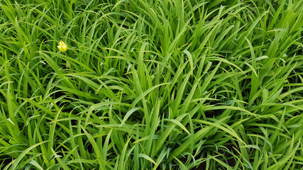 Grass with water drops of dew. Luxuriant green grass of lawn with one defocused  yellow tulip. All green natural backdrop. Fresh plant textures of spring summer season.