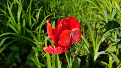 Red tulips in the garden. Bright red tulip flower with uneven petals closeup on blurred green grass background. Springtime blooming season. Floral backdrop.