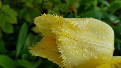 Yellow flower with water drops. Closeup of yellow tulip petals with terry edges and wet petal surface covered with transparent water drops after garden watering. Floral texture on green background.