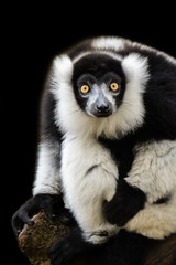 Obraz premium Lemur