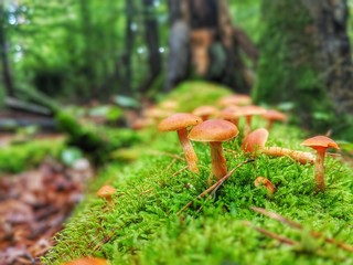 Mushroom