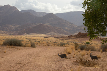 Fototapeta na wymiar Landscape in the desert. Road crossing. Give way to pedestrians 