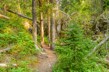 Beautiful Mountain Trail. Manning Park in British Columbia. Canada.