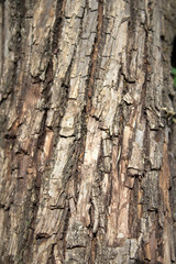 Background of firewood, sawn trees, bark