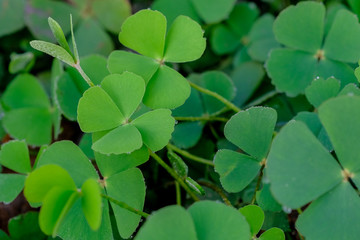 Fototapeta na wymiar Green clover leaf isolated on white background. with three-leaved shamrocks. St. Patrick's day holiday symbol. 
