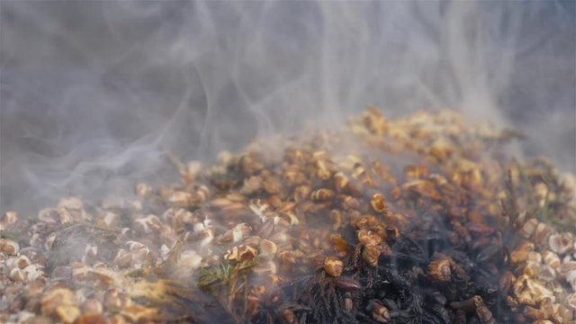 Burning foggy smoke and barley ashes on the ground in slow motion style.