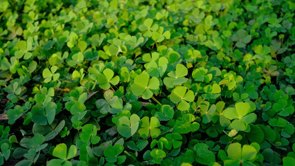 Green clover leaf isolated on white background. with three-leaved shamrocks. St. Patrick's day holiday symbol.	