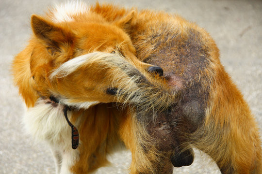 ill dog with mange and he trying to bite around his tail to release itching