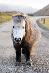 Poney also called Pottok looking at the camera with a white face and brown grey body. Basque Country.