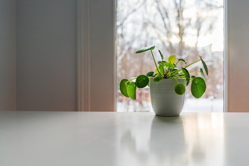 Pilea houseplant on a window sill during winter