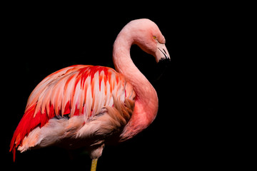 Flamingo 3