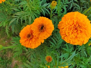 yellow flowers in the garden