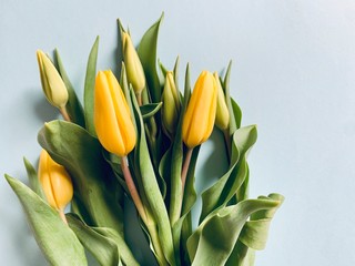 Yellow tulips on blue background. Spring poster with free text space.