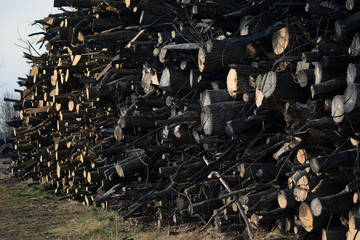 fresh cutted wood, messy arrenged