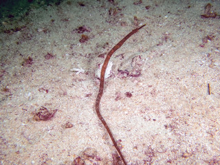 A Double-ended Pipefish (Trachyrhamphus bicoarctatus)