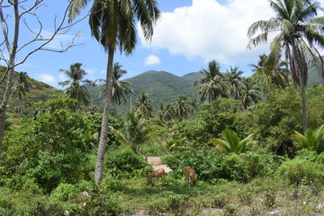 Fototapeta premium Jungle with cows graze and eat grass among the palm trees
