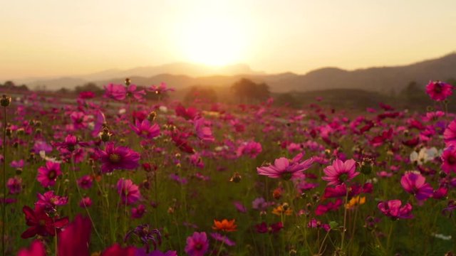Pink cosmos flower fields in the evening light of the sunset,Flowers that are blooming in the summer countryside garden