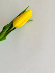 Yellow tulip isolated on light blue background