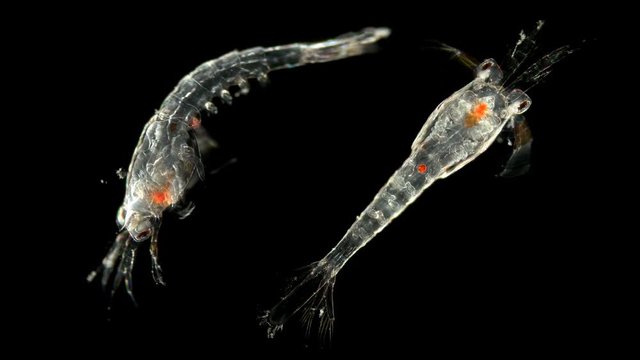 Plankton and zooplankton of the Atlantic Ocean under the microscope, order Mysida, looks very much like a shrimp, class Malacostraca, type Arthropoda, a favorite fish food