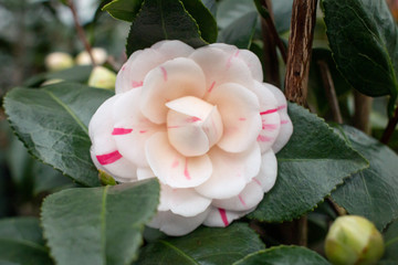 Camellia