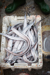 Fototapeta na wymiar Eels on fish market, Essaouira, Morocco 