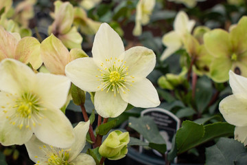 Lenten Roses