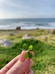 female Hand holding green clover leaf on blue sea background.