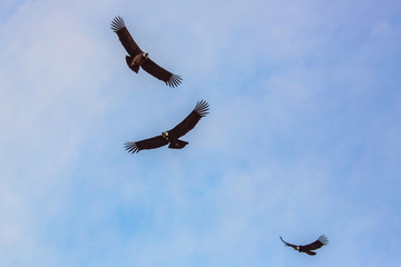Condor Andino