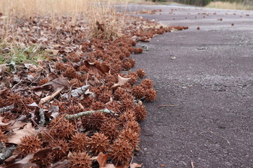 Fallen Sweet Gum tree seed pods, edge of a parking lot