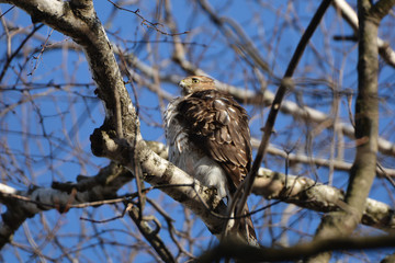 Red Tailed Hawk in tree
