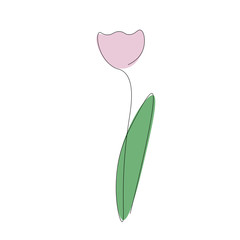 Flower pink tulip on white background vector illustration