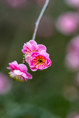 Obraz premium 日本の満開の梅の花