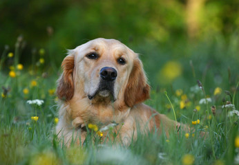 Golden retriever dog portrait in countryside