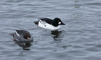 Common goldeneye ducks, male and female, swim in the lake