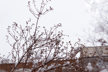 dry plants in snow, meadow at winter