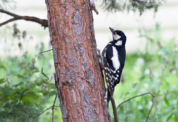 Young big spotted woodpecker sits on a pine trunk