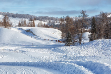Winter landscape with a herd of horses, Altai, Russia