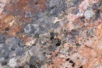 Surface of natural  red stone (crimson quartzite porphyry) overgrown with moss and lichen as background