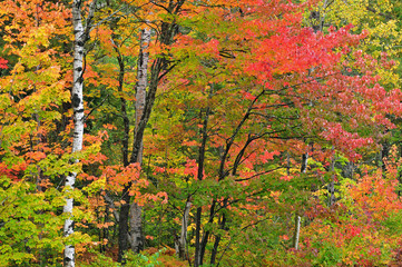 Landscape of autumn woodland with maples and aspens, Ottawa National Forest, Michigan's Upper Peninsula, USA