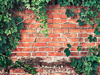 brick wall overgrown with ivy