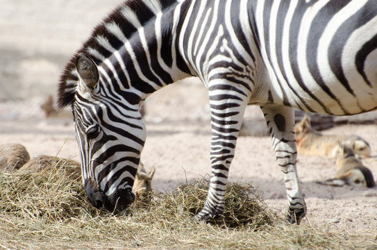 cebra agachada pastando