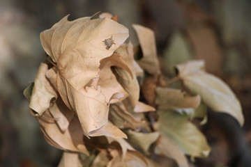 Fallen autumn maple leaf on the ground