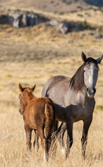 Wild Horses in Autumn in the Utah Desert
