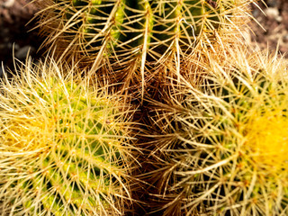 View from the top on three cactuses growing next to each other in desert