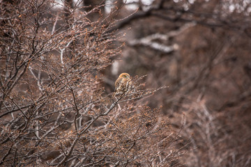 Cabure austral glaucidium nanum