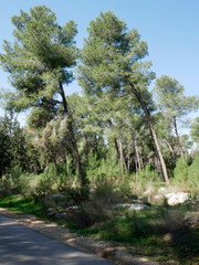The Forest of Defenders is a forest of the Israel National Fund