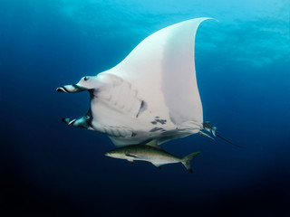 Manta ray swim into clear blue water